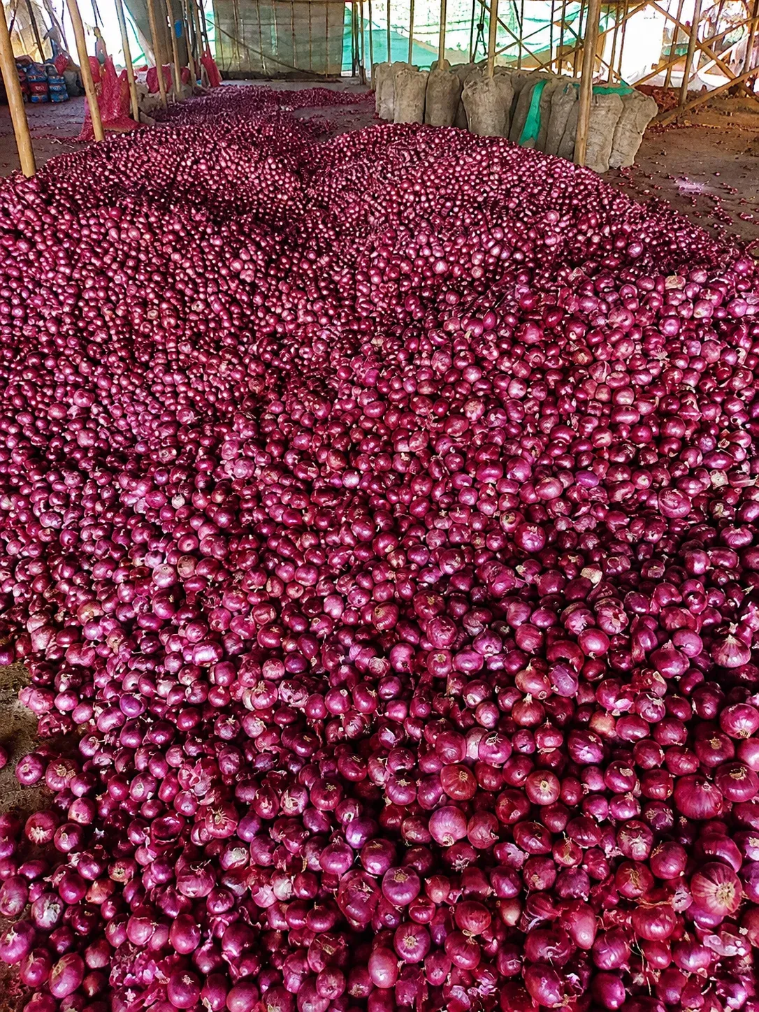 Onion Product