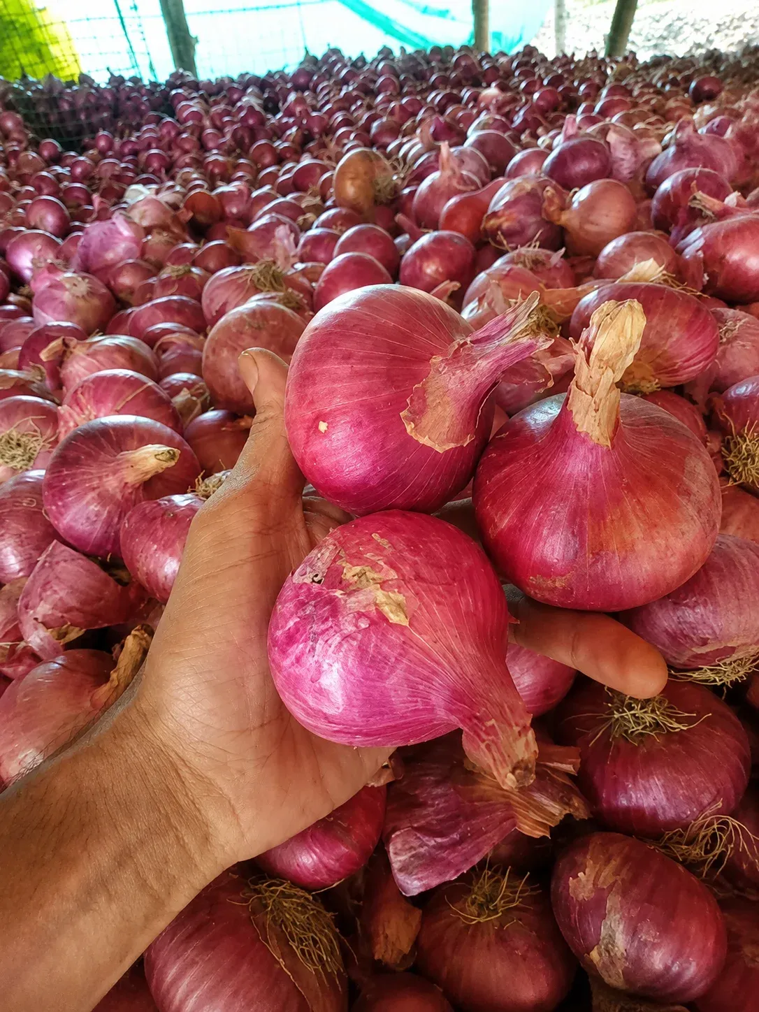 Onion Product